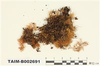 藏品(羽苔屬)的圖片